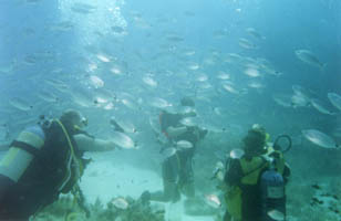 The Fish Feed at Santa Maria Caves - Camino, Malta