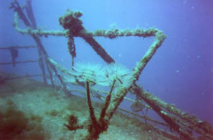 Tube Worms on the Um El Faroud wreck - Zurrieq, Malta