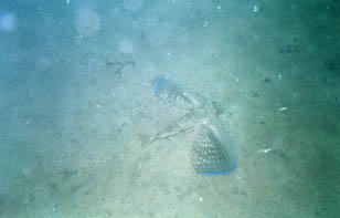 Flying Gonard, HMS Maori wreck - Valeta, Malta