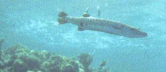 Black Fin Barracuda, Las Homigass, Spain