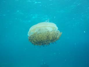 Fried egg jelly fish