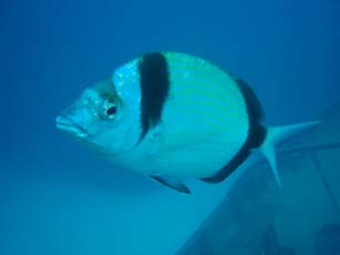 Two banded Sea Bream