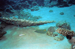 Blue Spotted Stingray under table coral