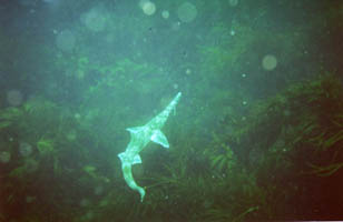 Sawshark - Waterfall Bay, Tasmania